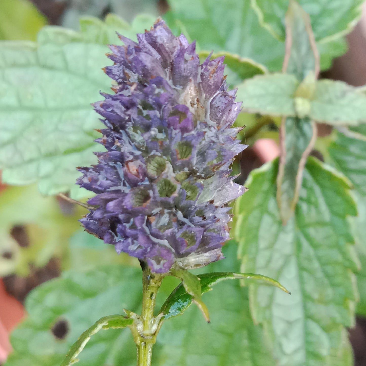 Agastache Blue spike