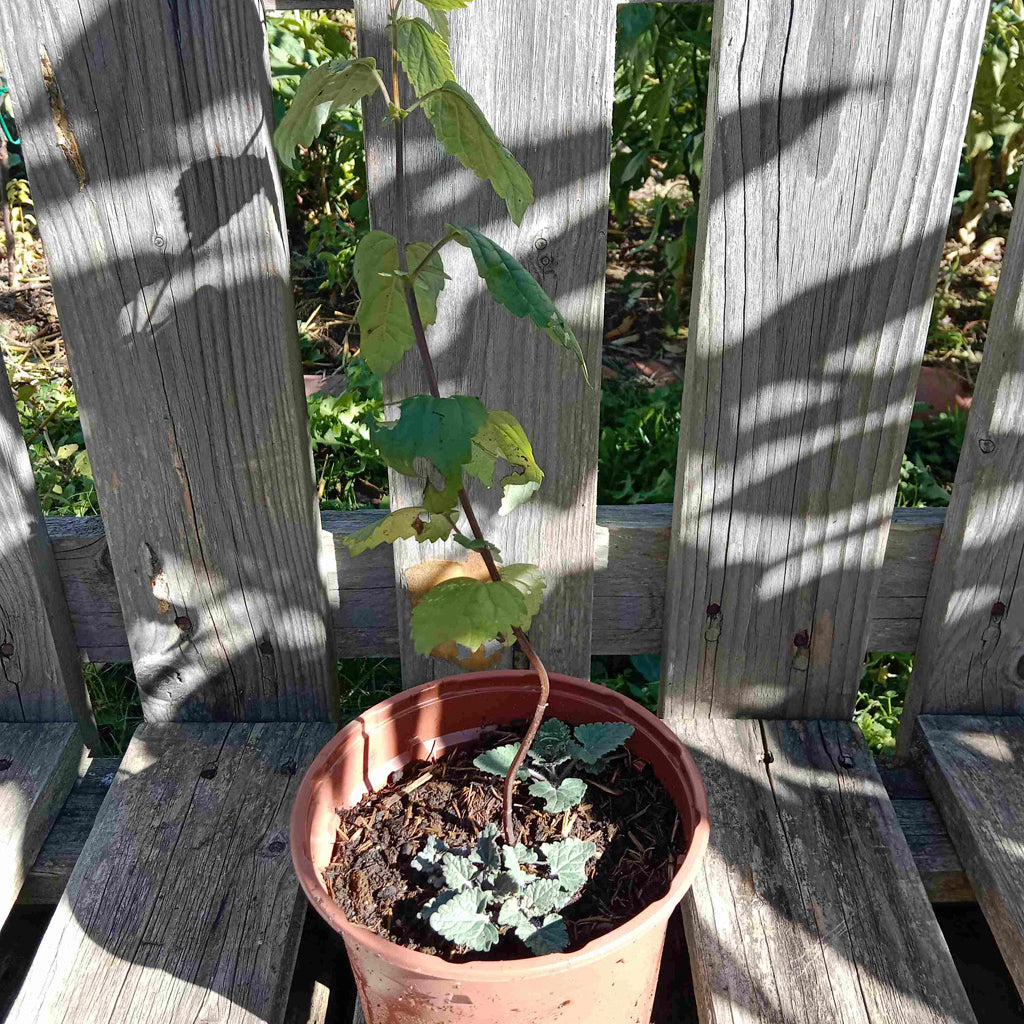 Agastache Blue spike