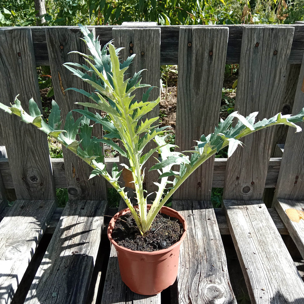 Artichaut Imperial Star