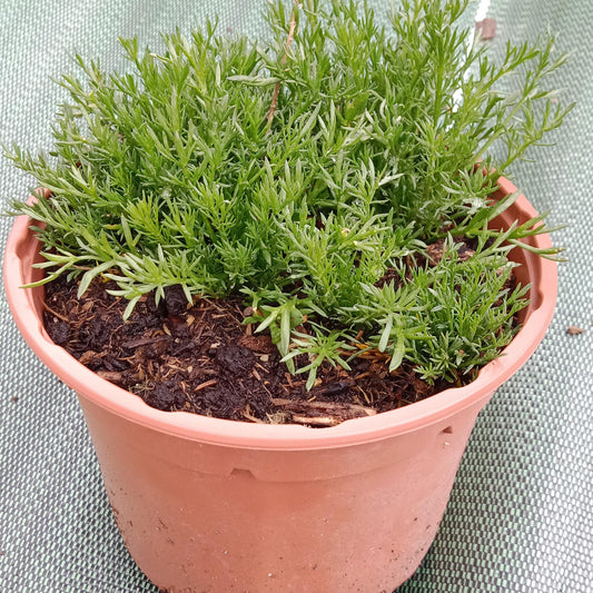 Camomille romaine à fleurs simples