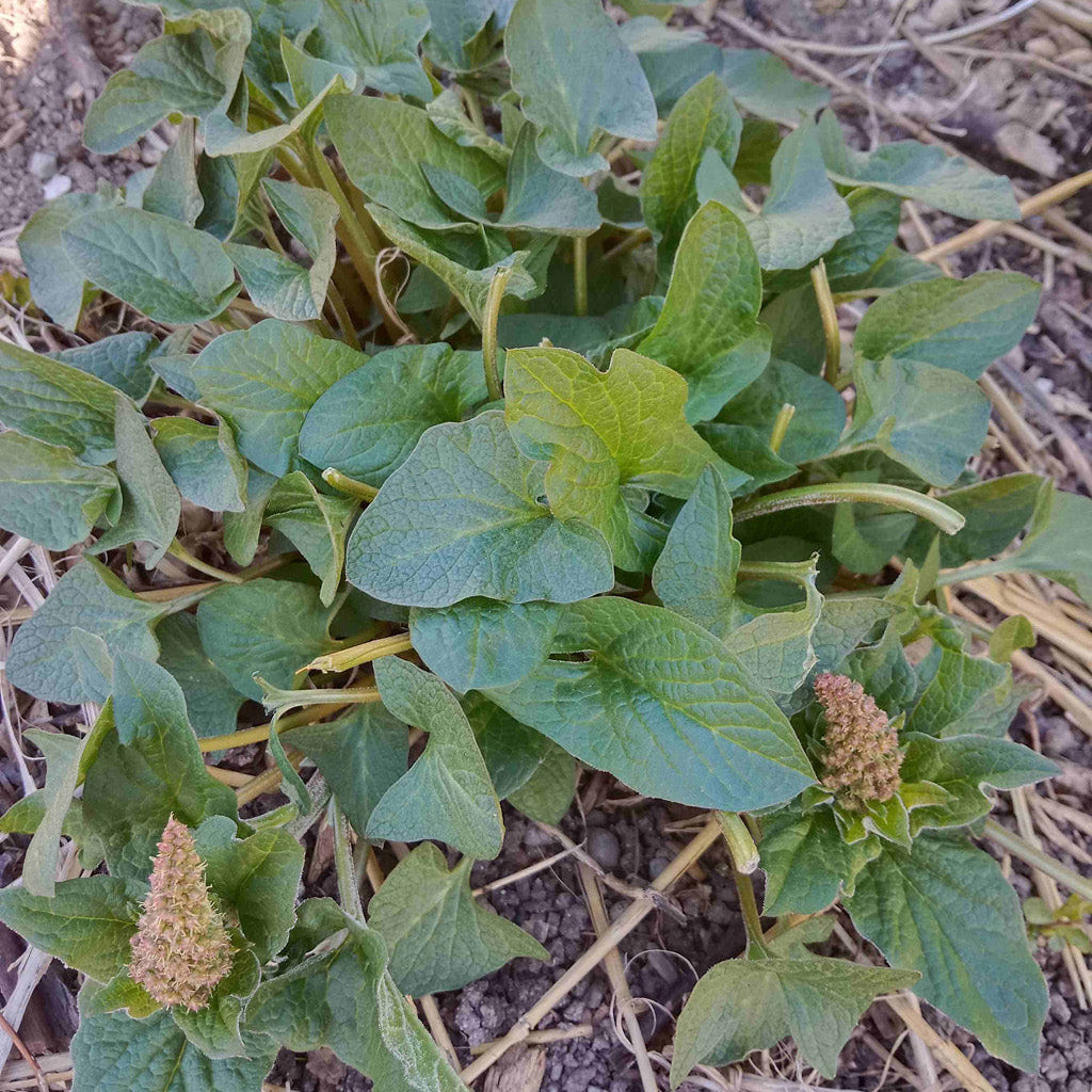 Chénopode Bon Henri