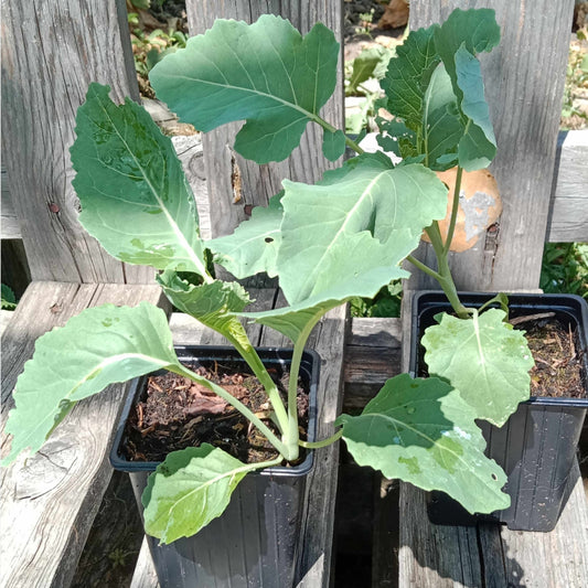 Chou brocoli Nine star