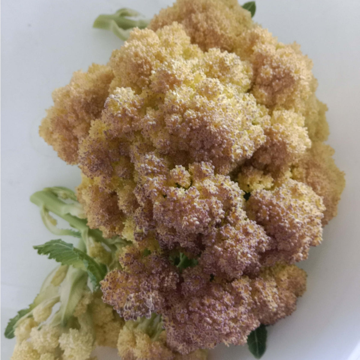 Chou brocoli Nine star