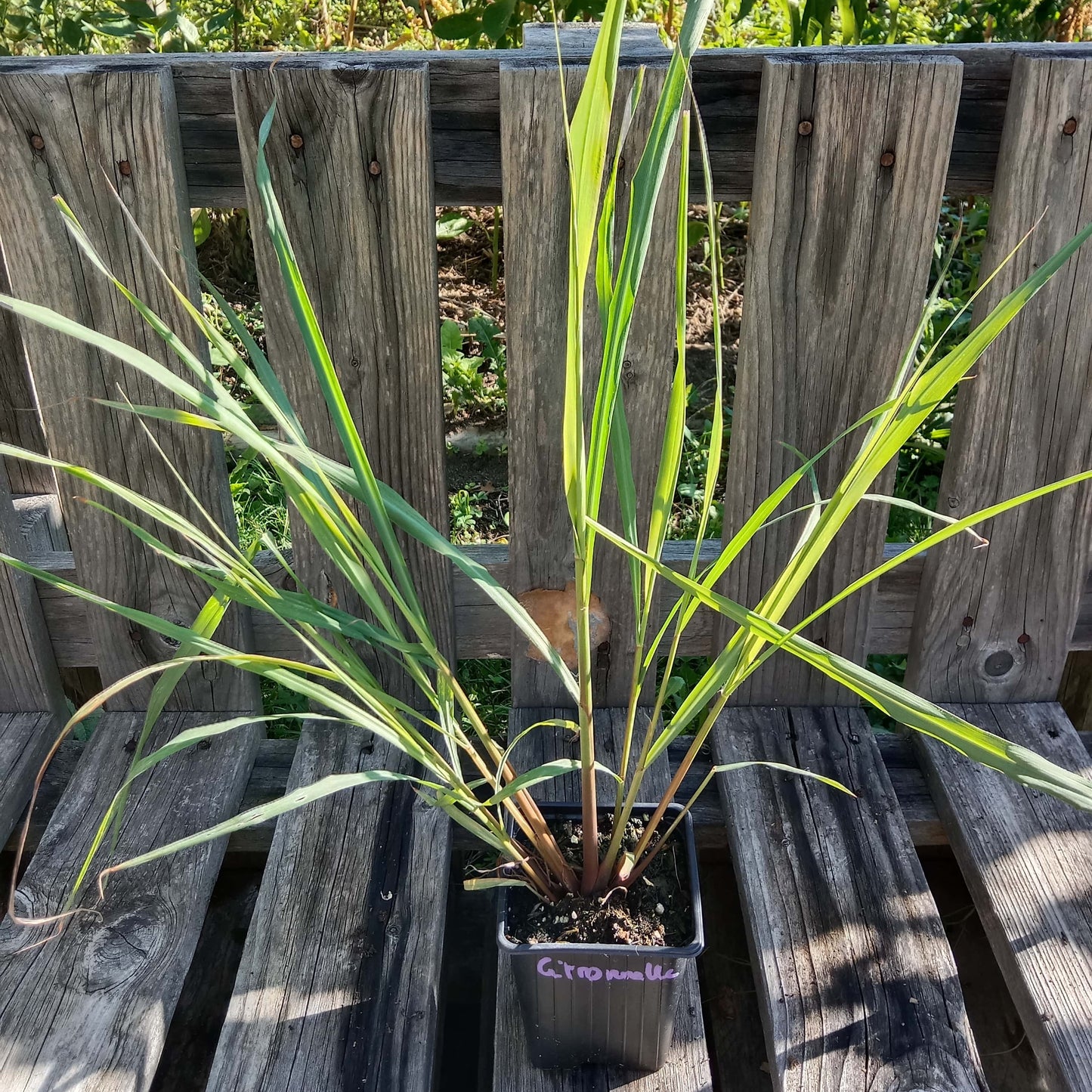 Citronnelle de Madagascar - Lemongrass