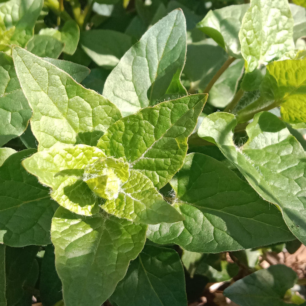 Epinard grimpant du Caucase