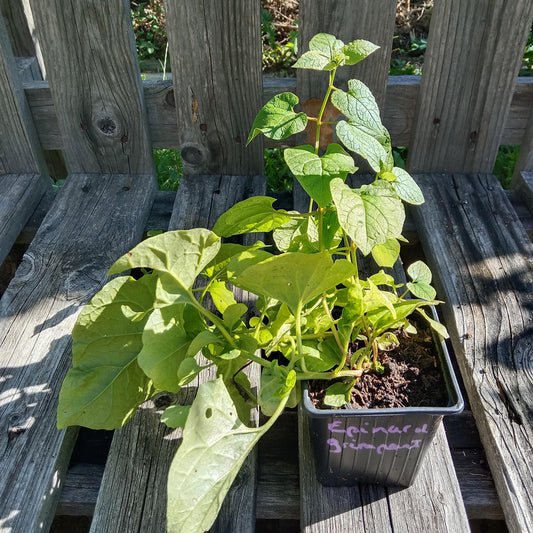 Epinard grimpant du Caucase