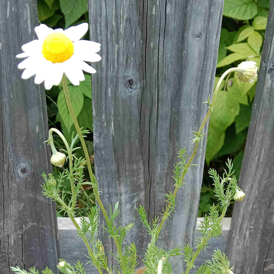 Camomille romaine à fleurs simples