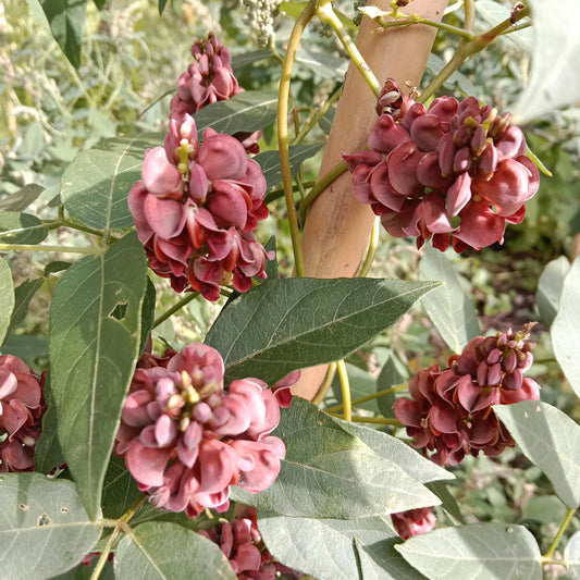Glycine tubéreuse