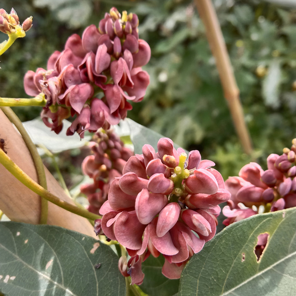 Glycine tubéreuse