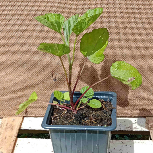 Guimauve officinale