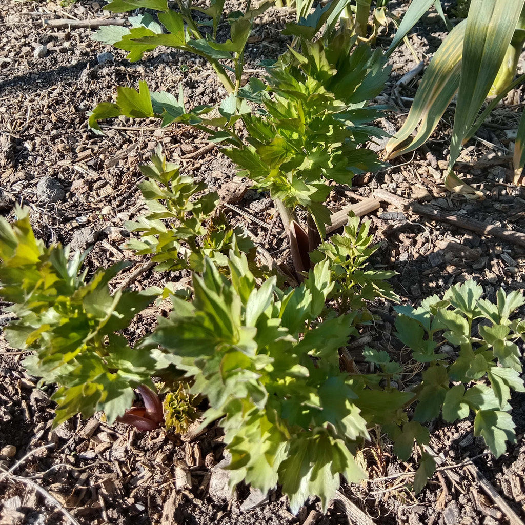 Livèche - Ache des montagnes