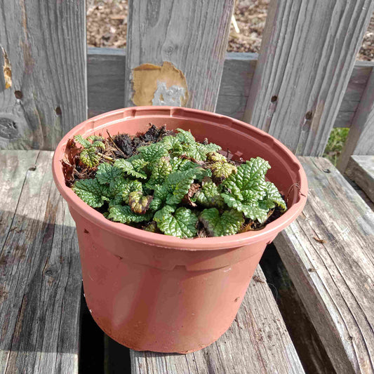 Mélisse citronnelle