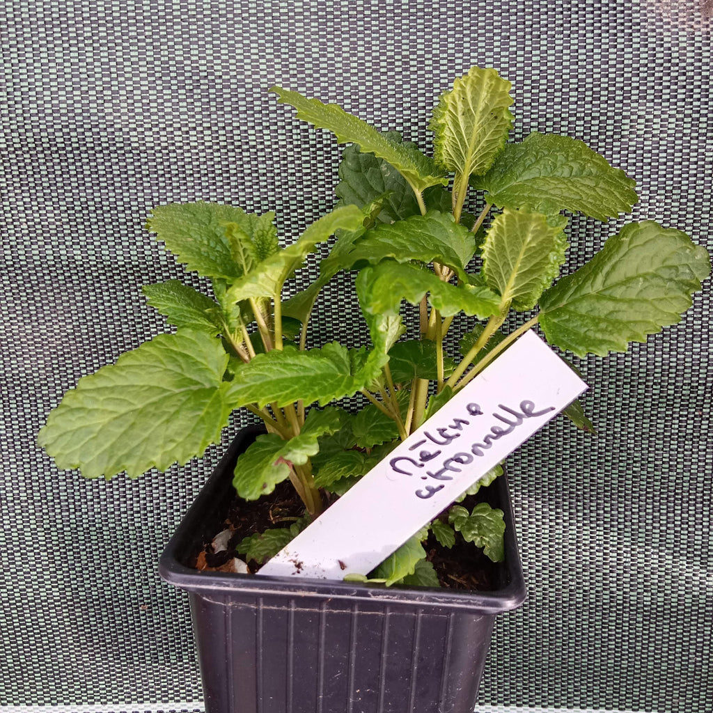 Mélisse citronnelle