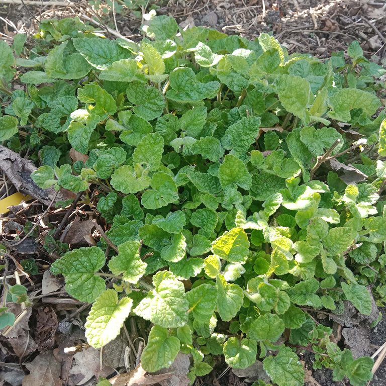 Mélisse mandarine