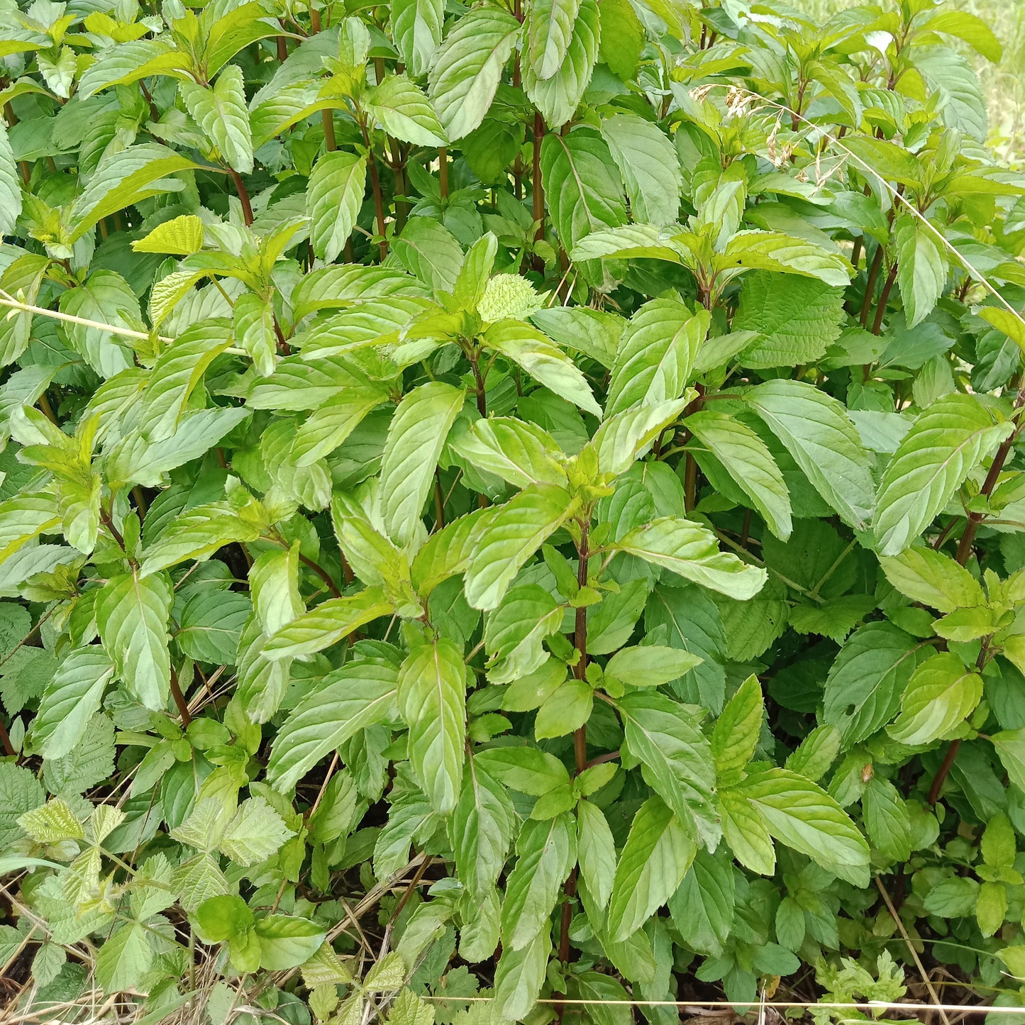 Menthe basilic