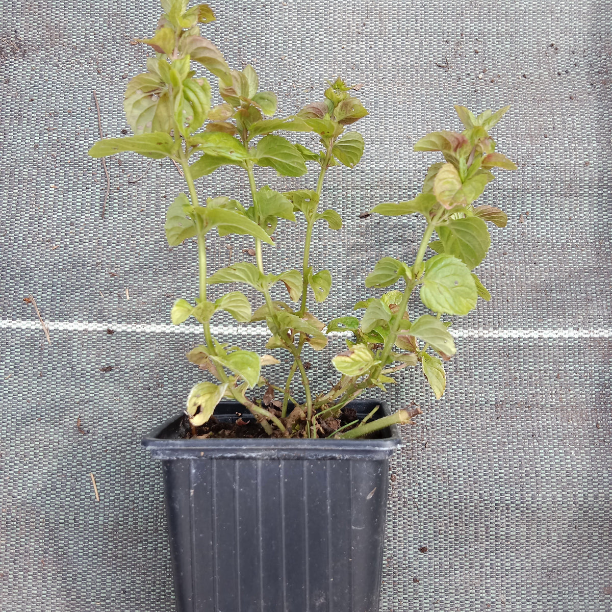 Menthe bergamote