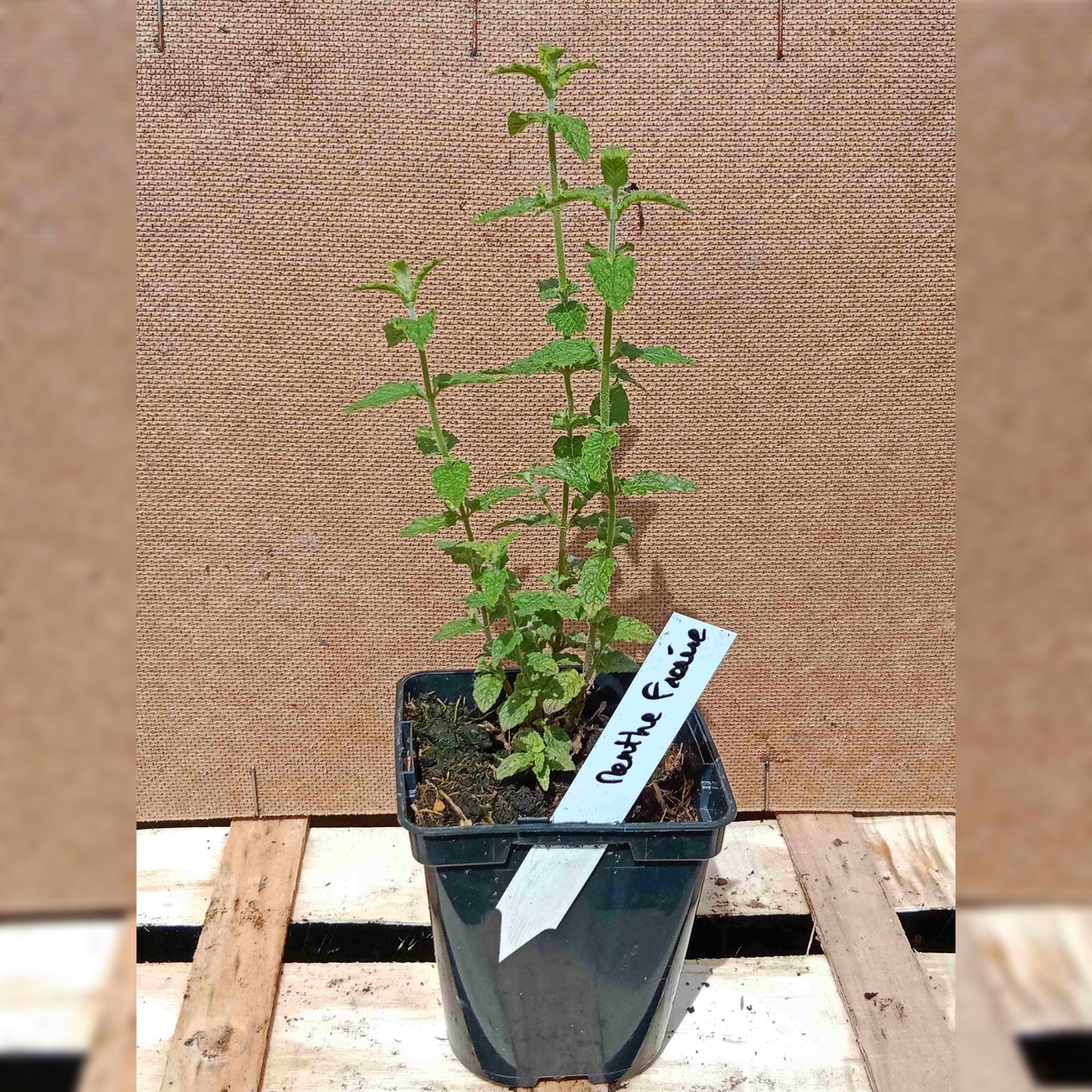 Menthe fraise