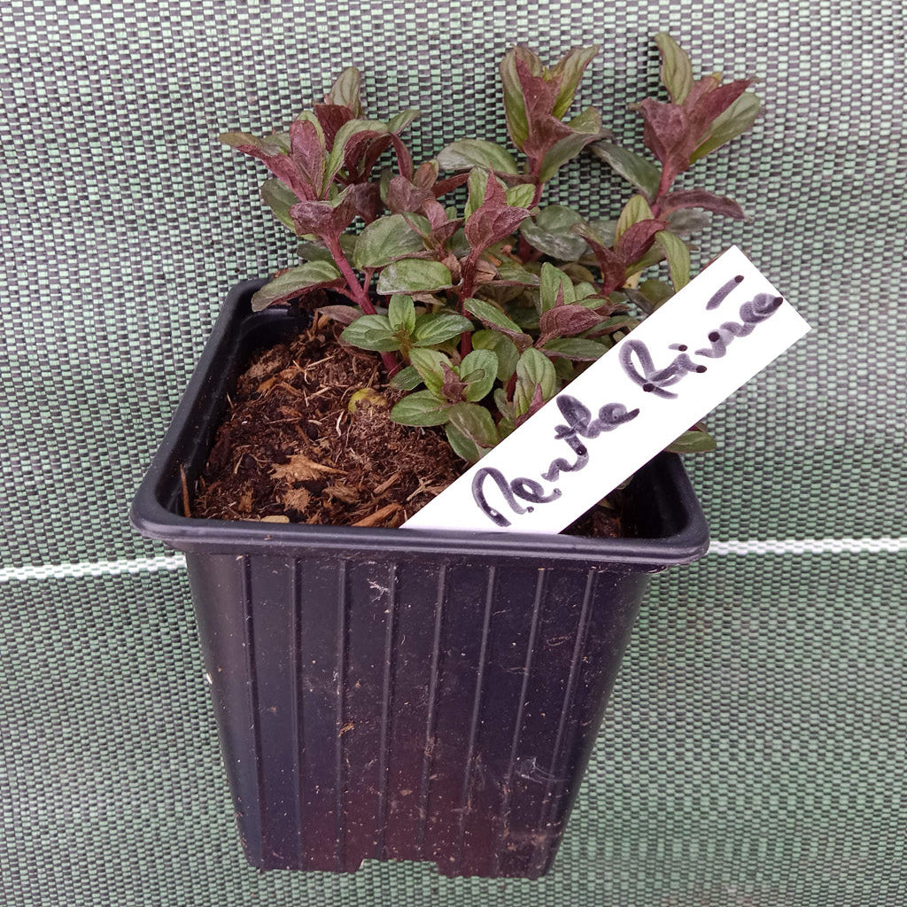 Menthe poivrée