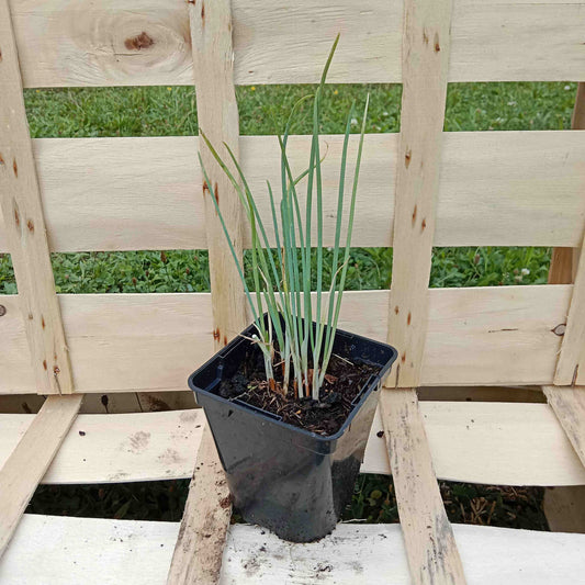 Oignon de la Saint Jean