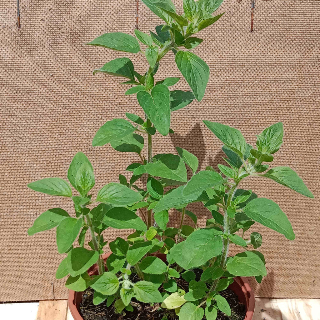 Origan marjolaine vivace