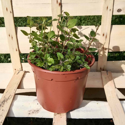 Origan marjolaine vivace