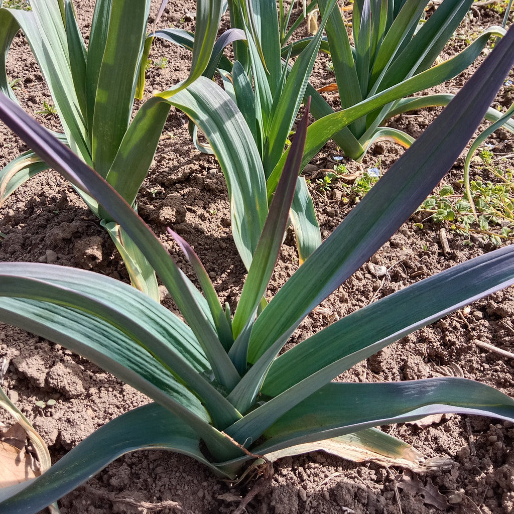 Poireau grex bleu vert