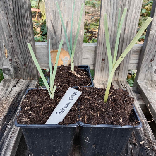 Poireau grex bleu vert