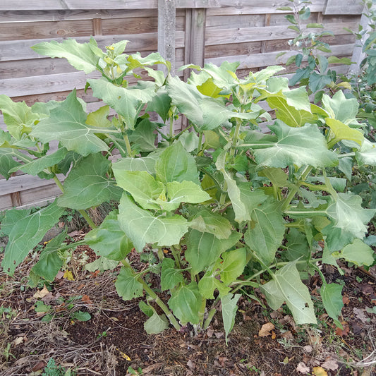 Poire de terre - Yacon