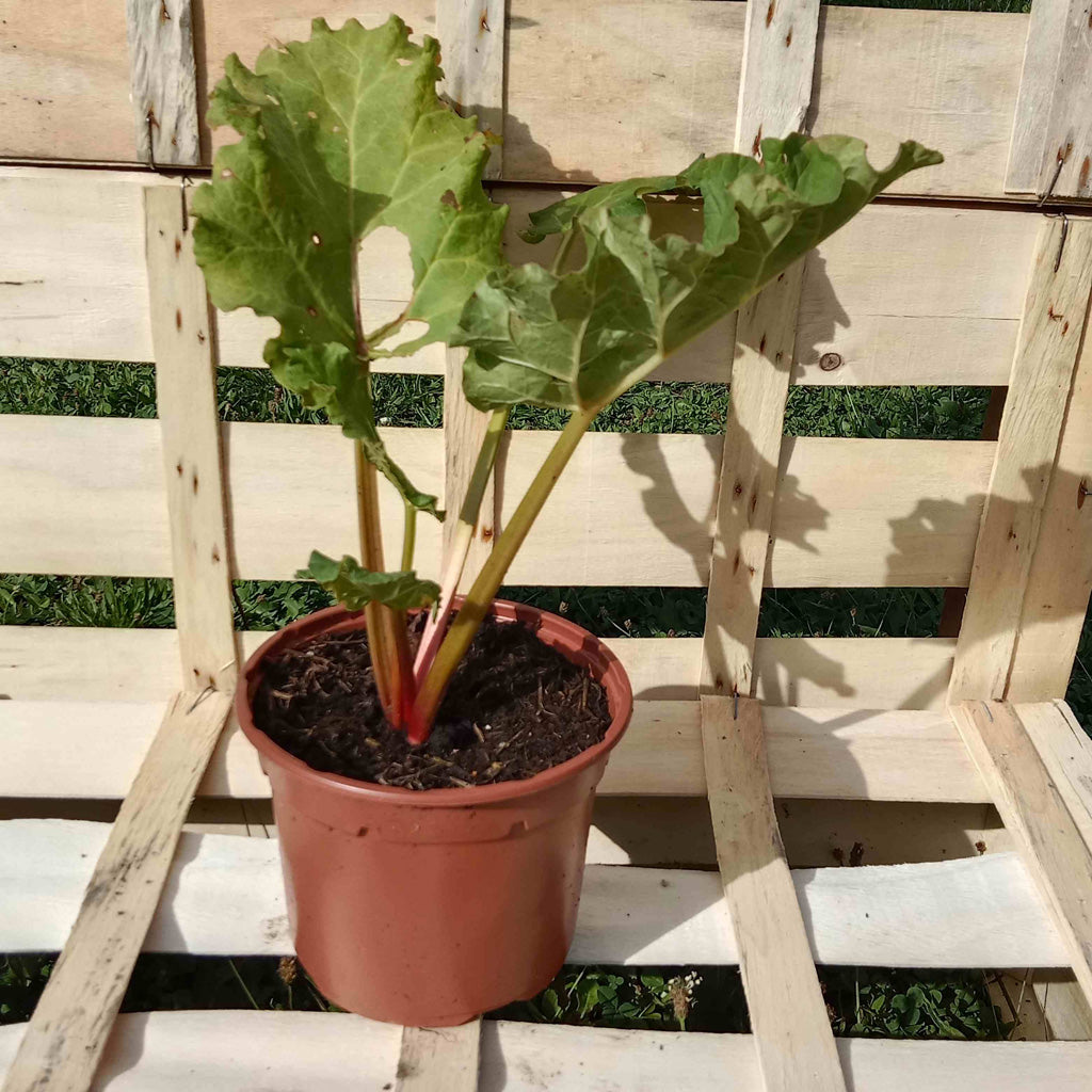 Rhubarbe Victoria
