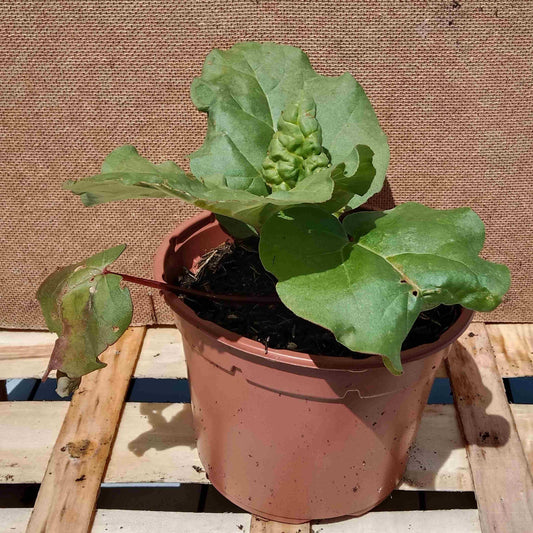 Rhubarbe Victoria