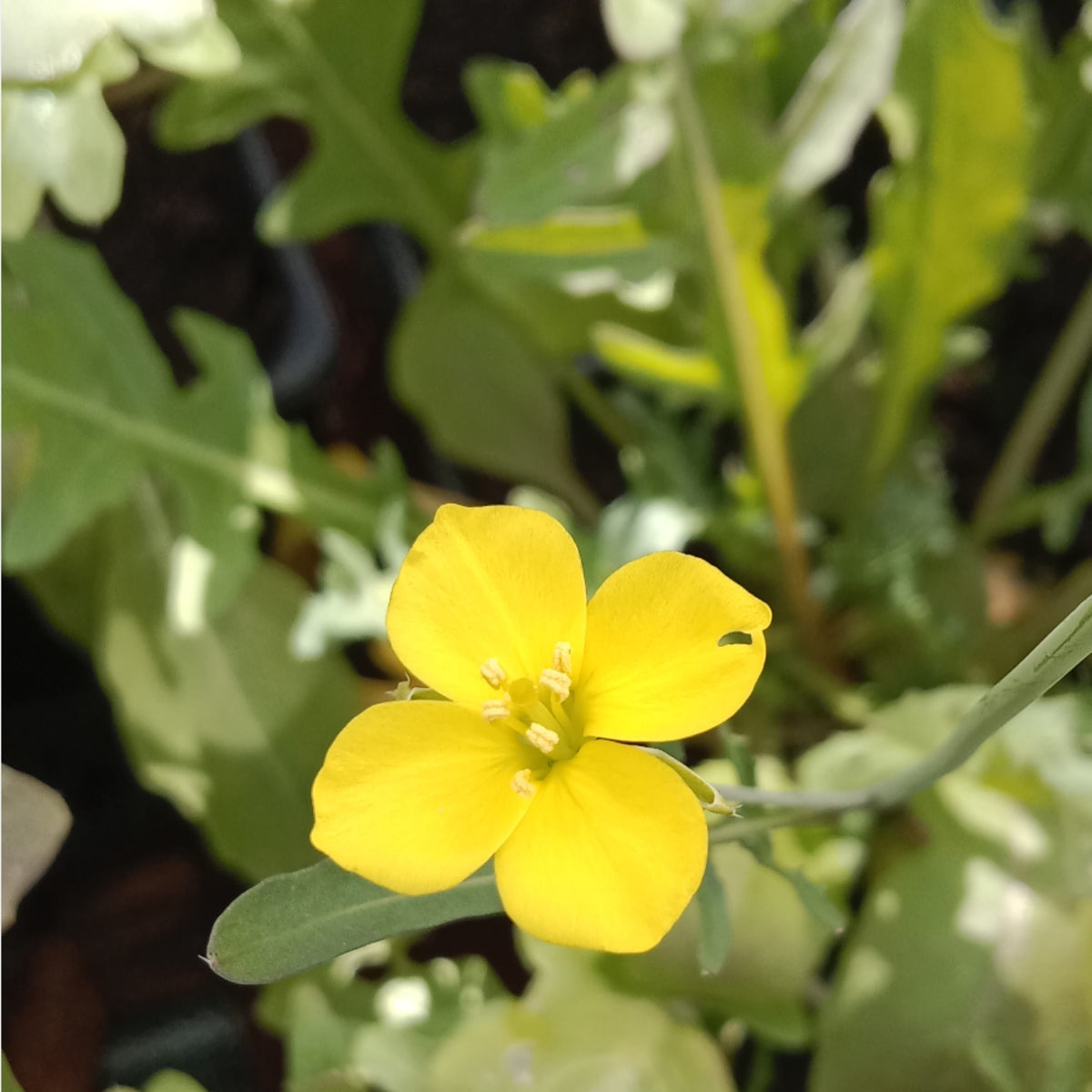 Roquette vivace - roquette wasabi