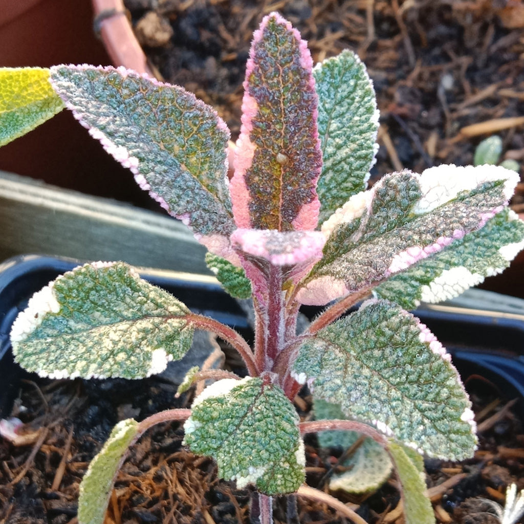 Sauge officinale tricolore