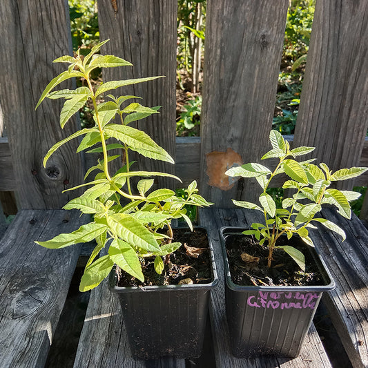 Verveine citronnelle