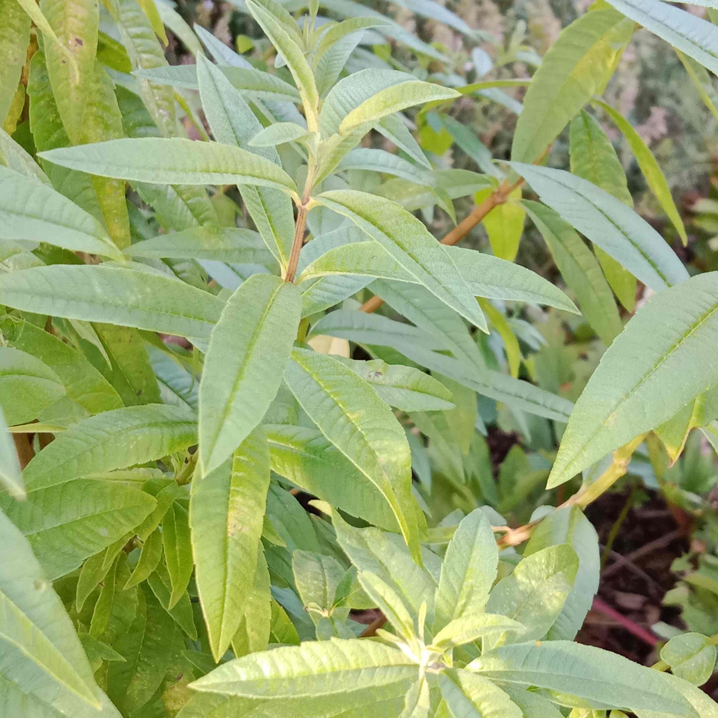 Verveine citronnelle
