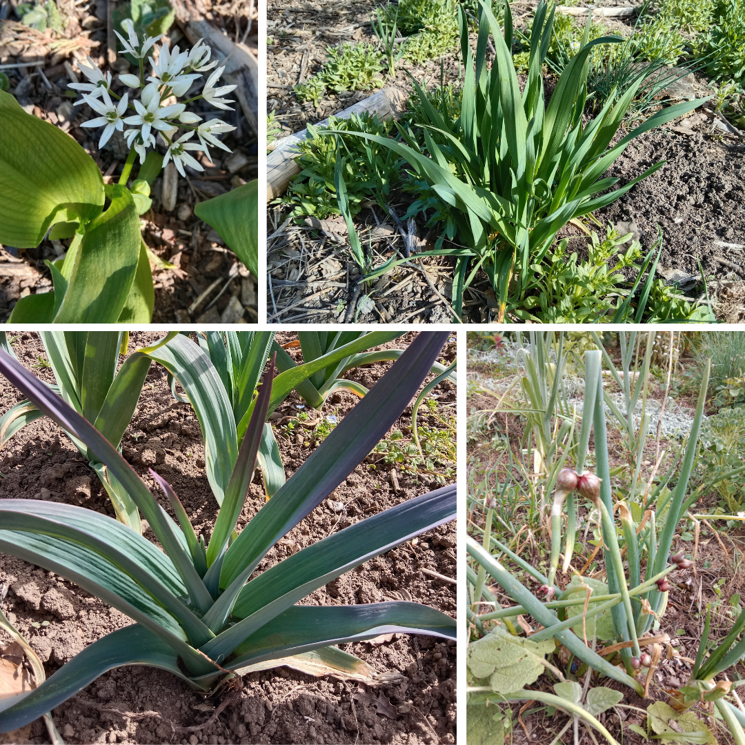 Ails, oignons etc...