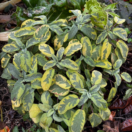 Sauge officinale bicolore