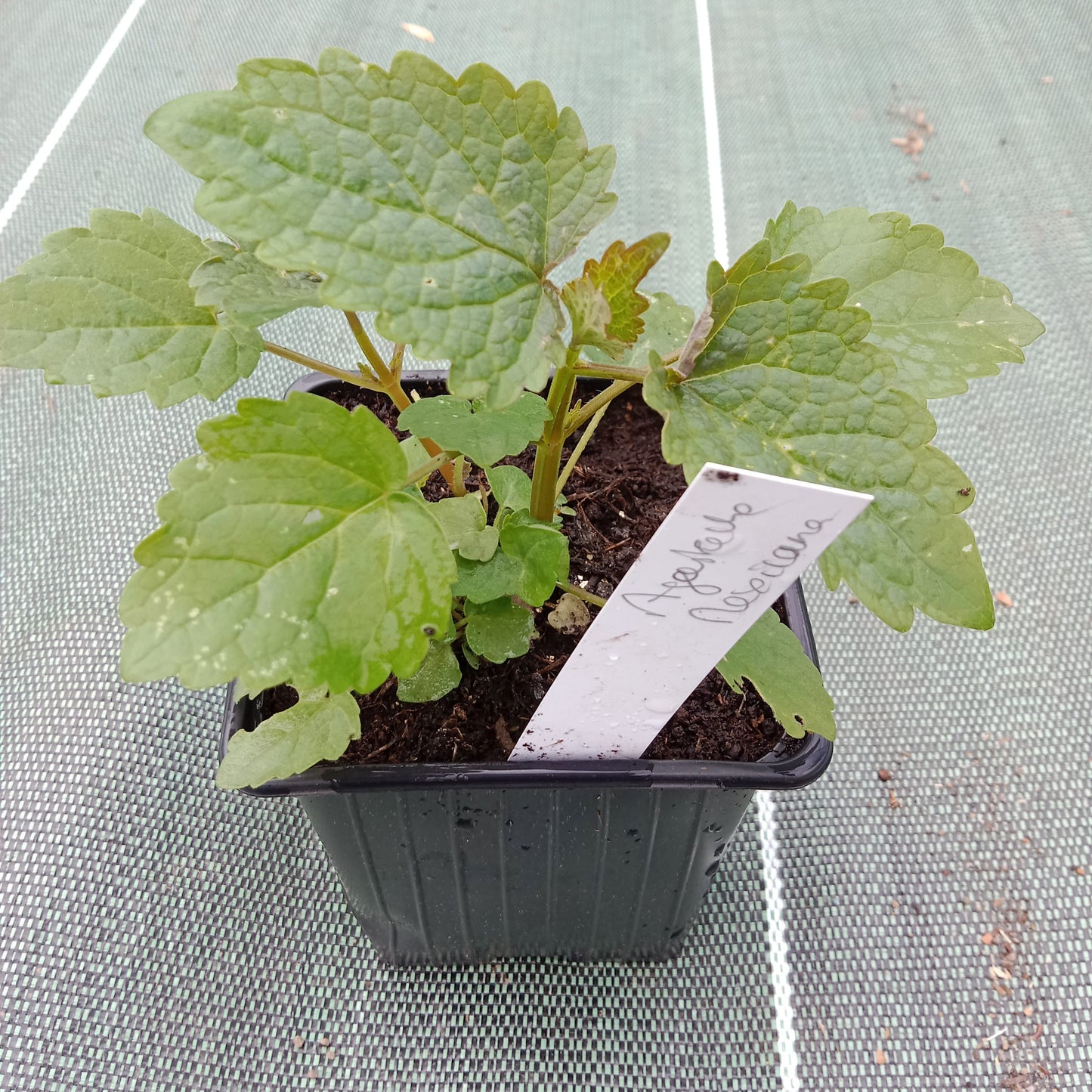 Agastache mexicaine