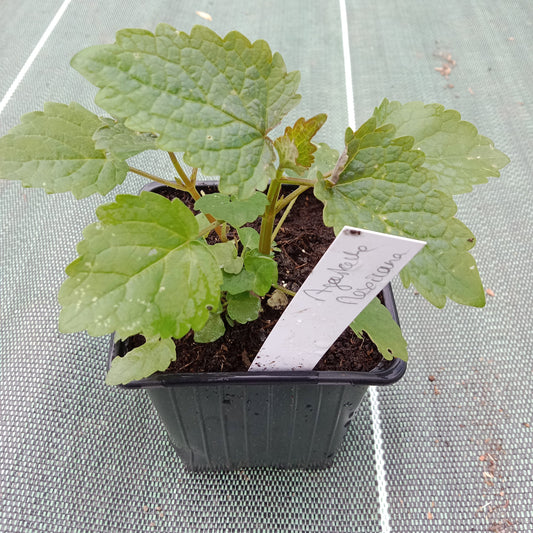 Agastache mexicaine