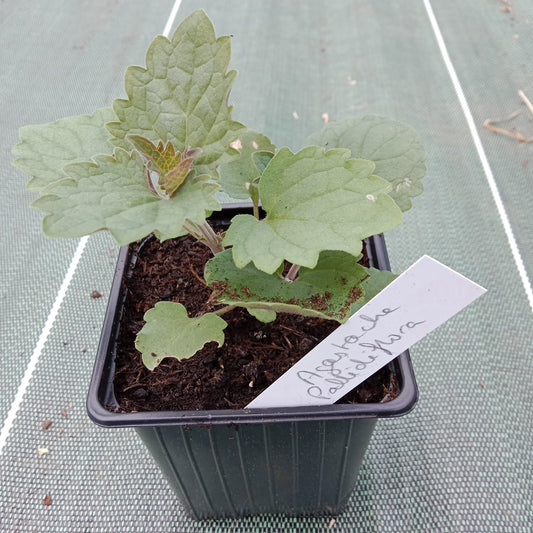 Agastache pâle