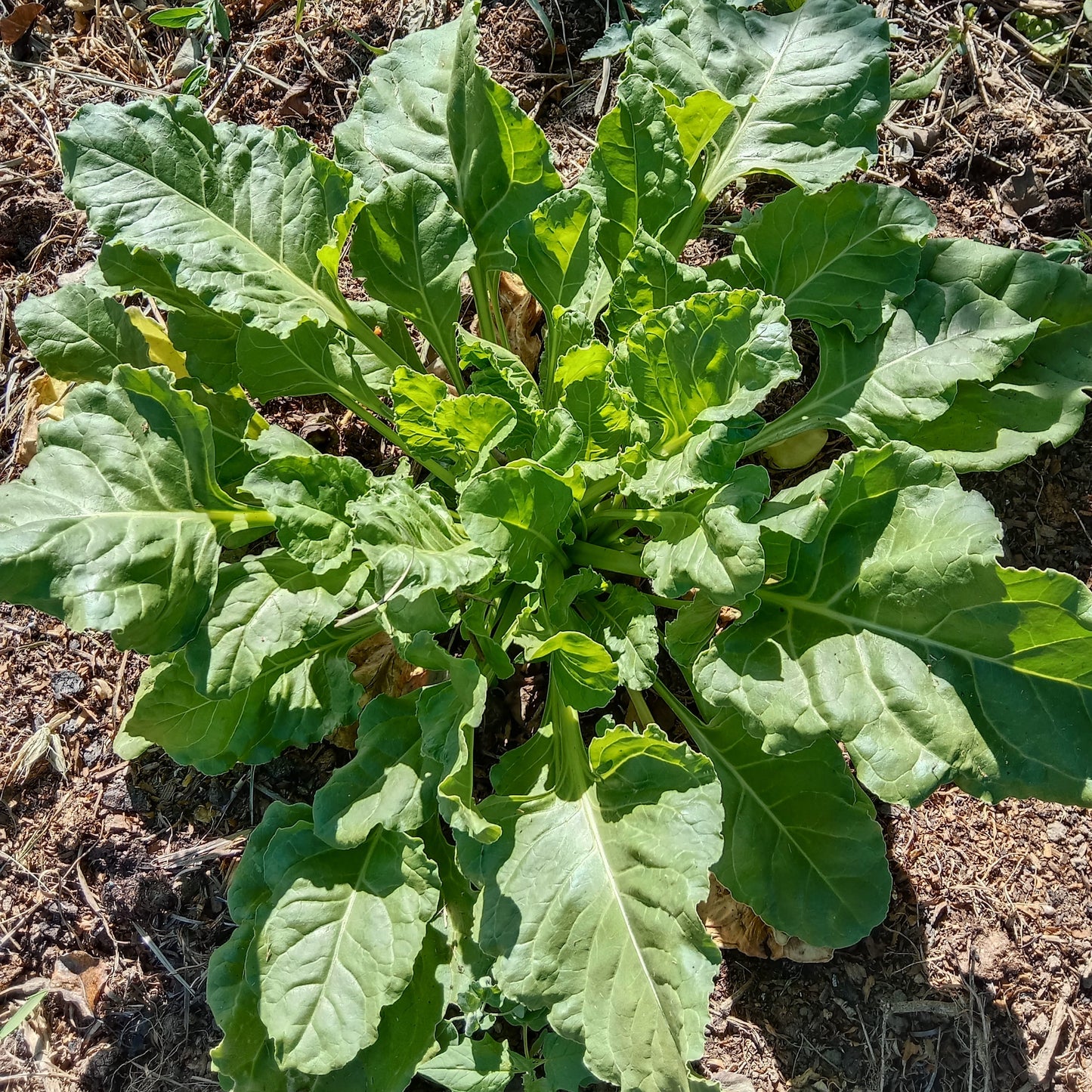 Lot légumes 'épinards'
