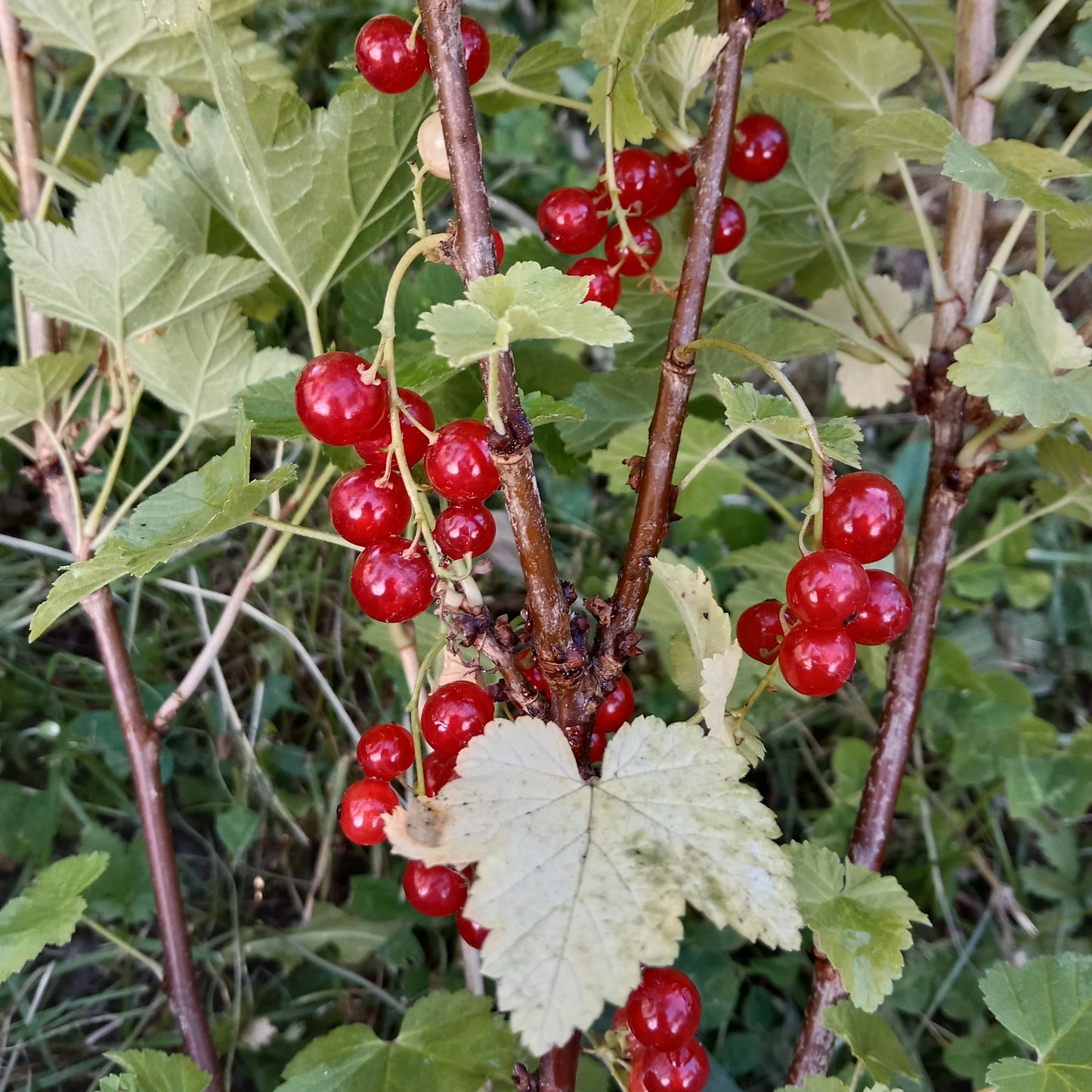 Groseille