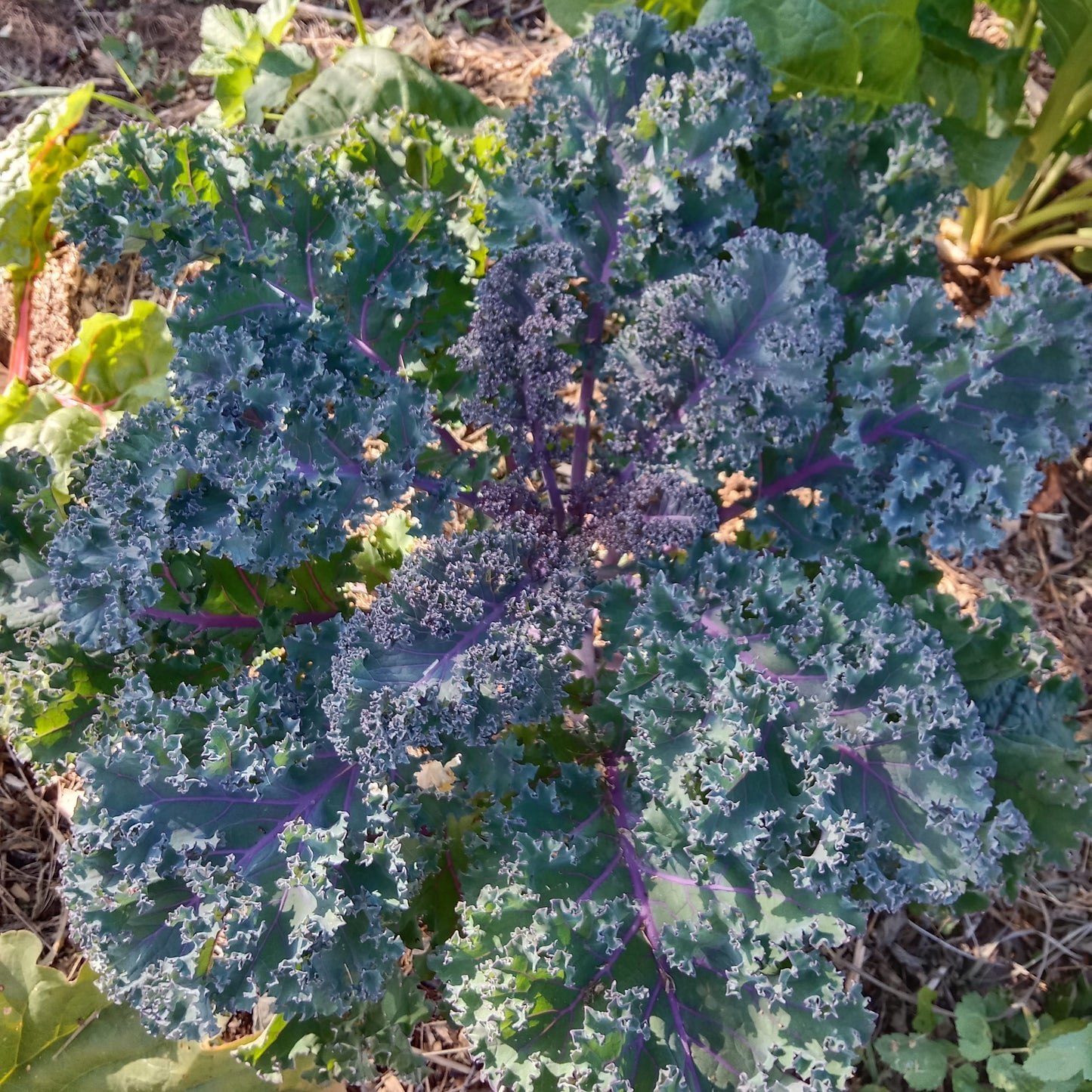 Chou kale frisé (par 2 unités)