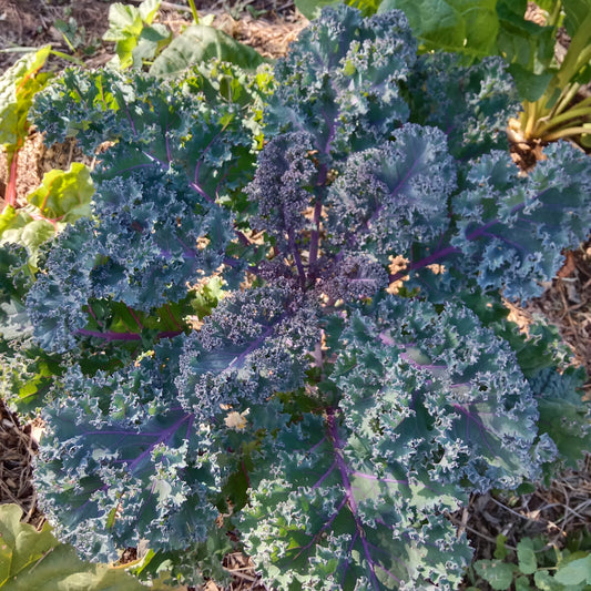 Chou kale frisé (par 2 unités)