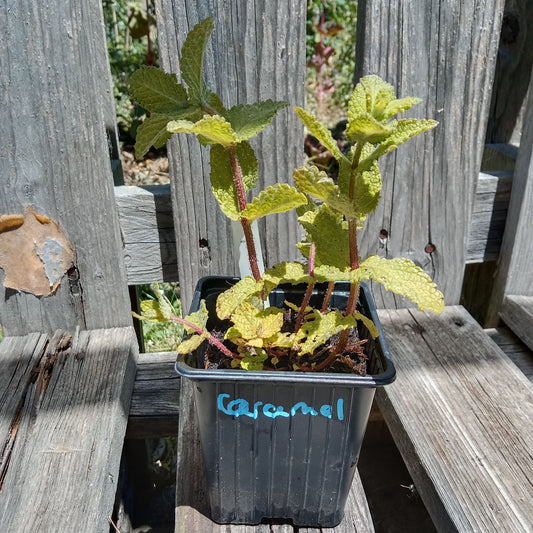 Menthe caramel