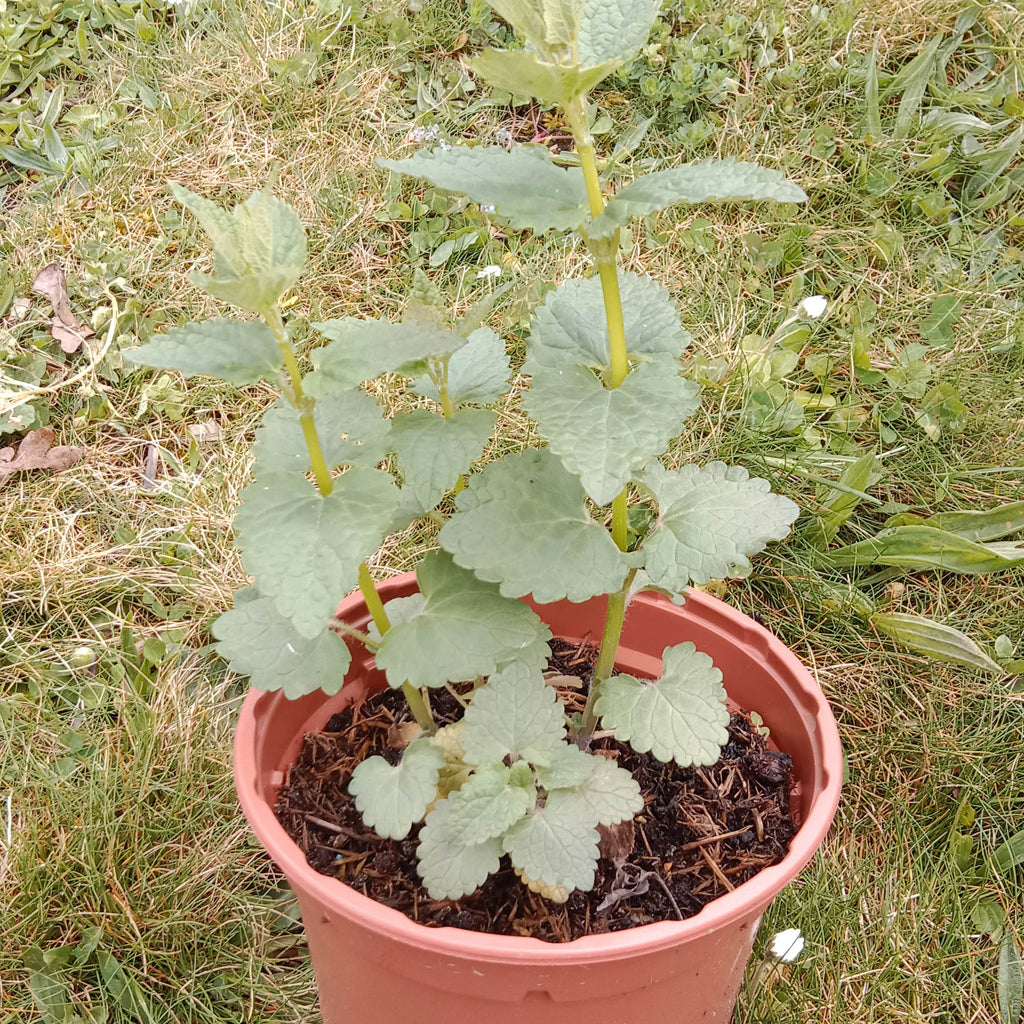 Agastache Blue spike