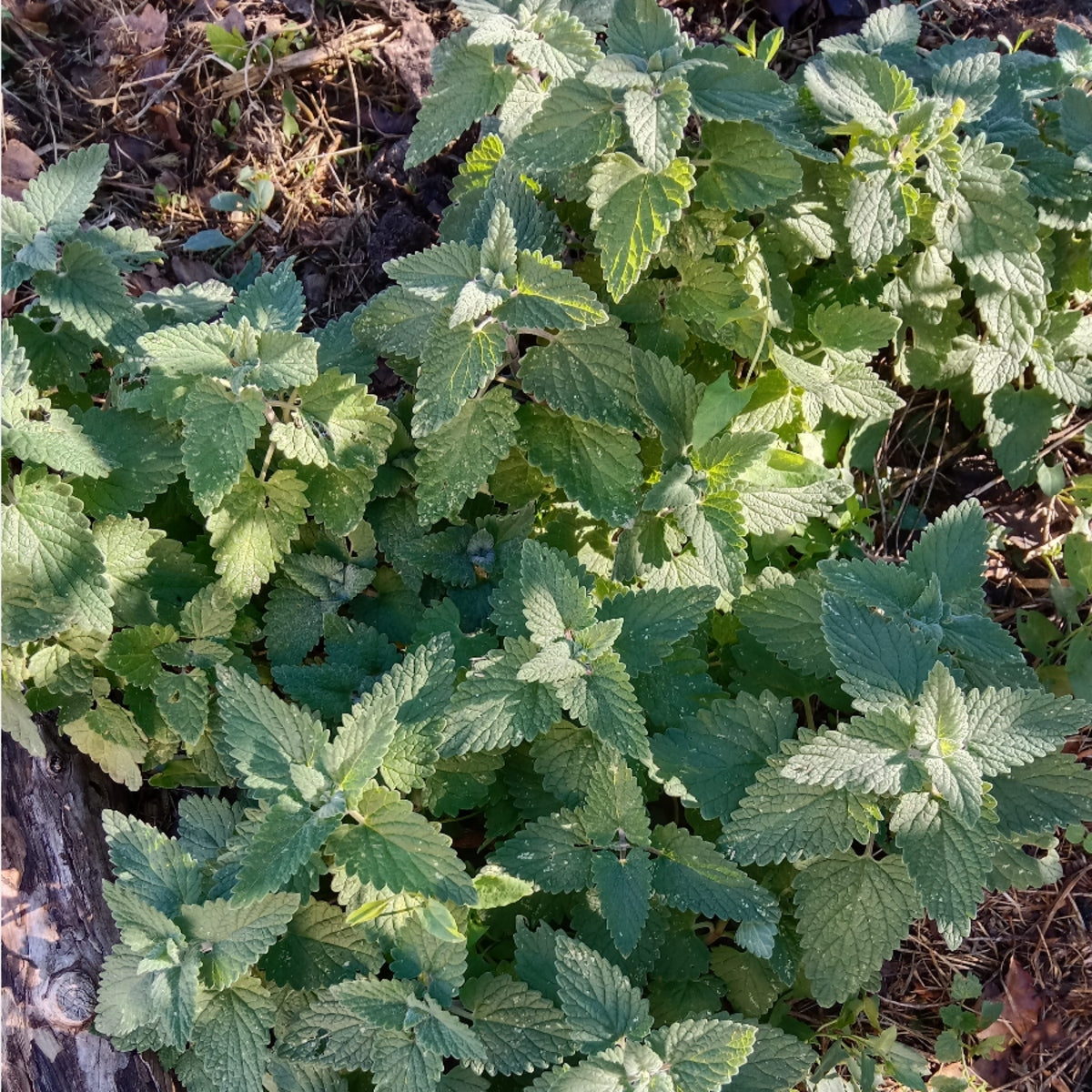 Agastache Blue spike