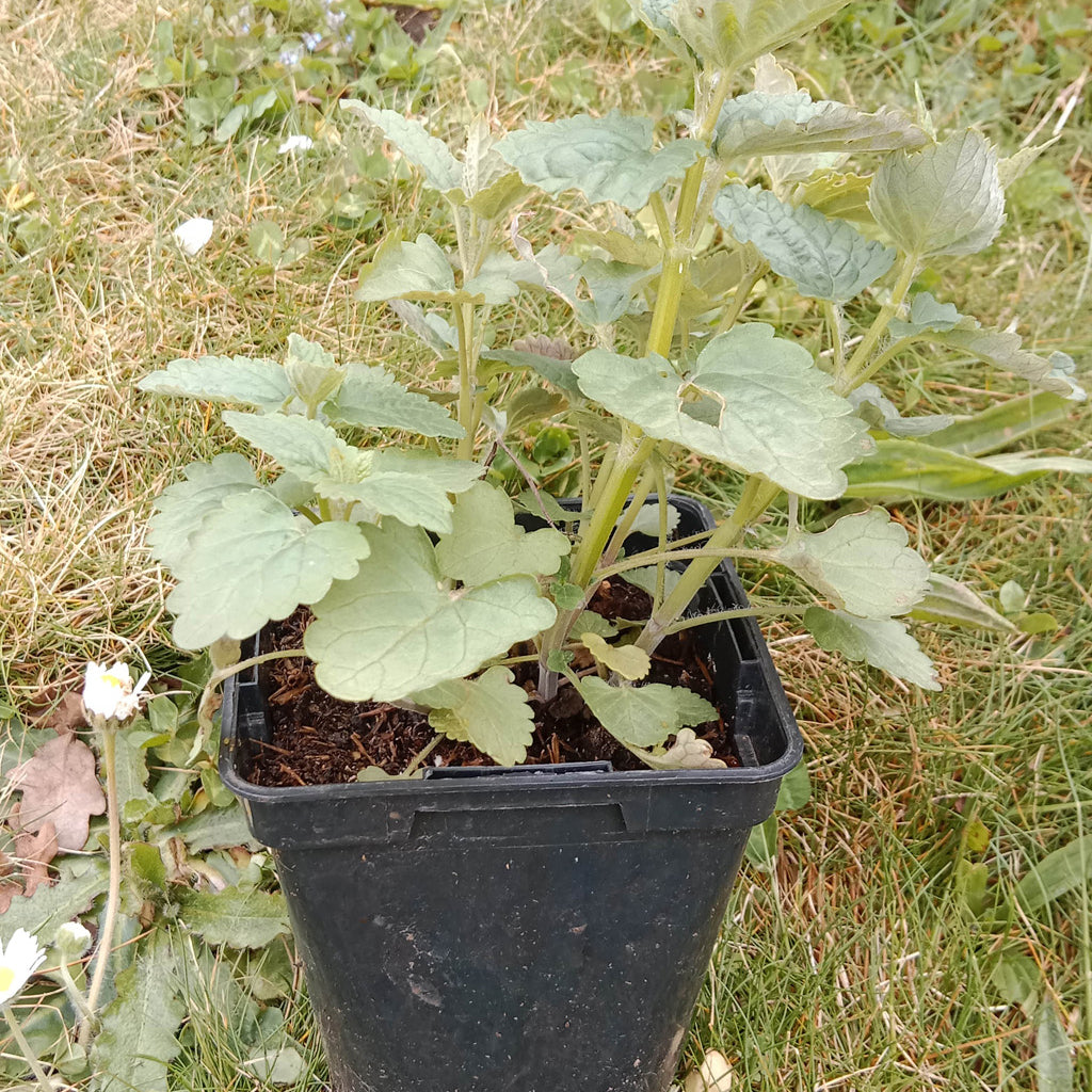 Agastache Blue spike
