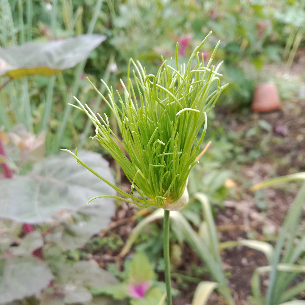 Ail des vignes chevelu