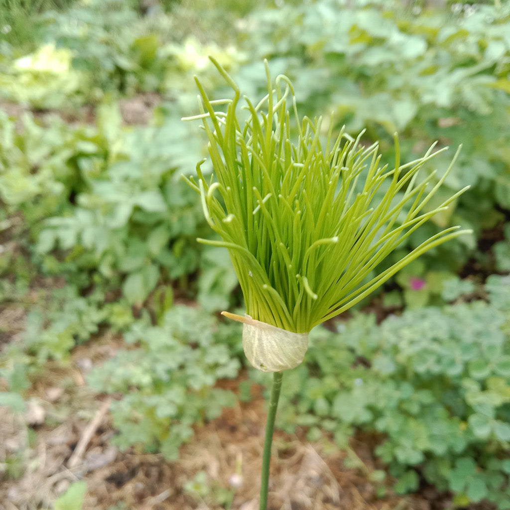 Ail des vignes chevelu