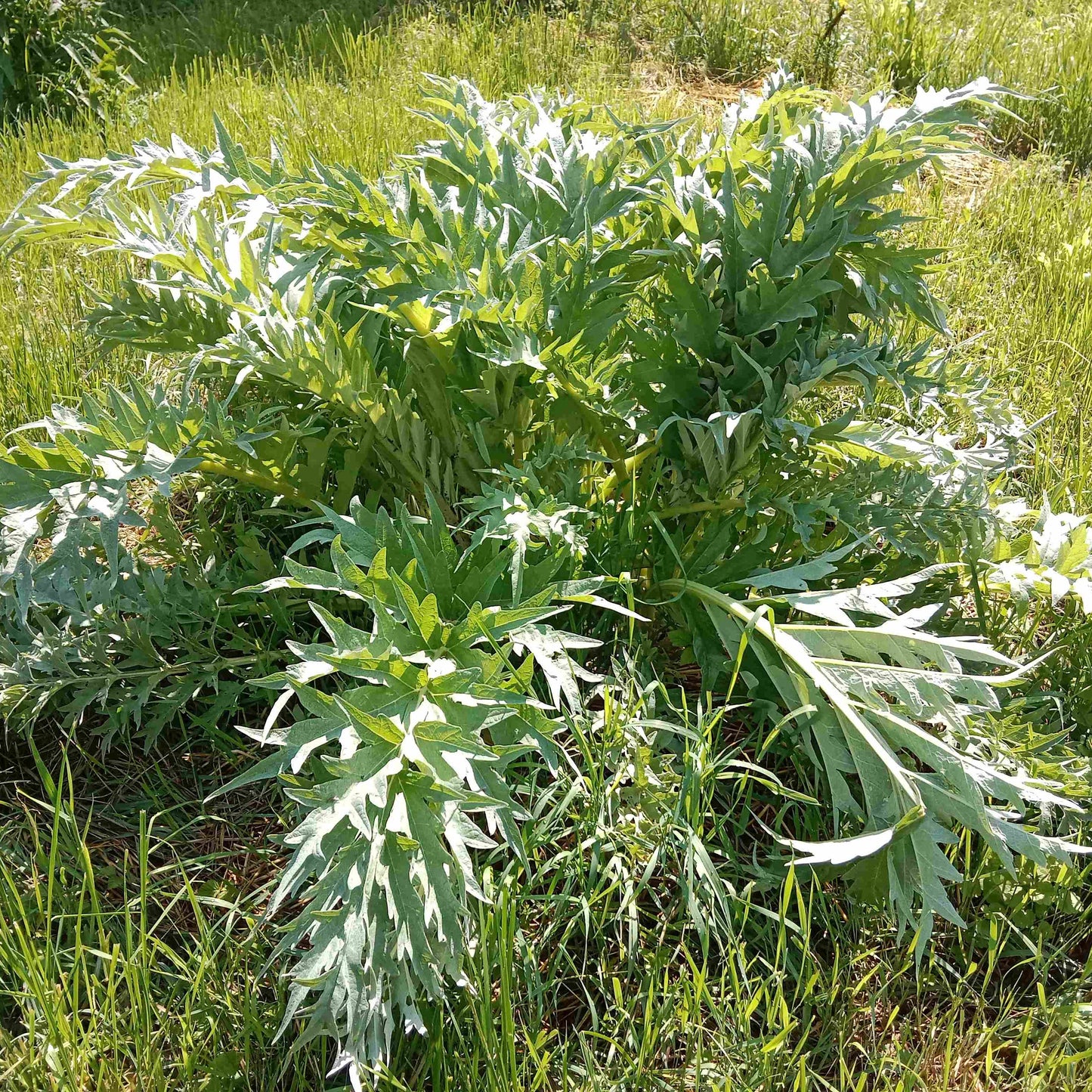 Artichaut Imperial Star